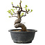 Pseudocydonia sinensis, 22 cm, ± 12 years old
