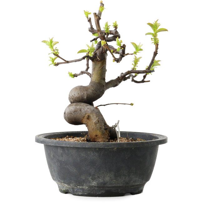 Pseudocydonia sinensis, 22 cm, ± 12 ans