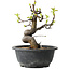 Pseudocydonia sinensis, 22 cm, ± 12 years old
