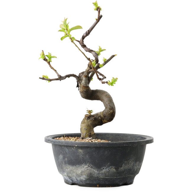 Pseudocydonia sinensis, 25 cm, ± 12 jaar oud