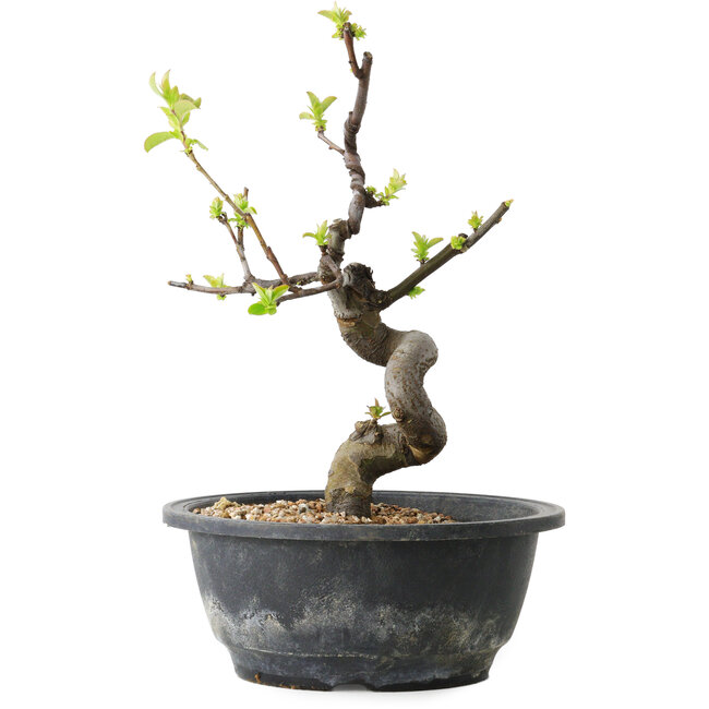 Pseudocydonia sinensis, 25 cm, ± 12 jaar oud