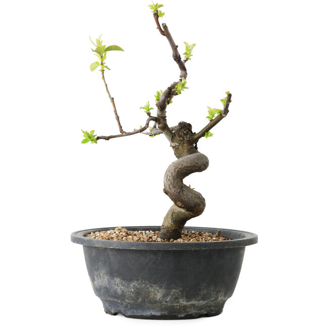 Pseudocydonia sinensis, 25 cm, ± 12 years old