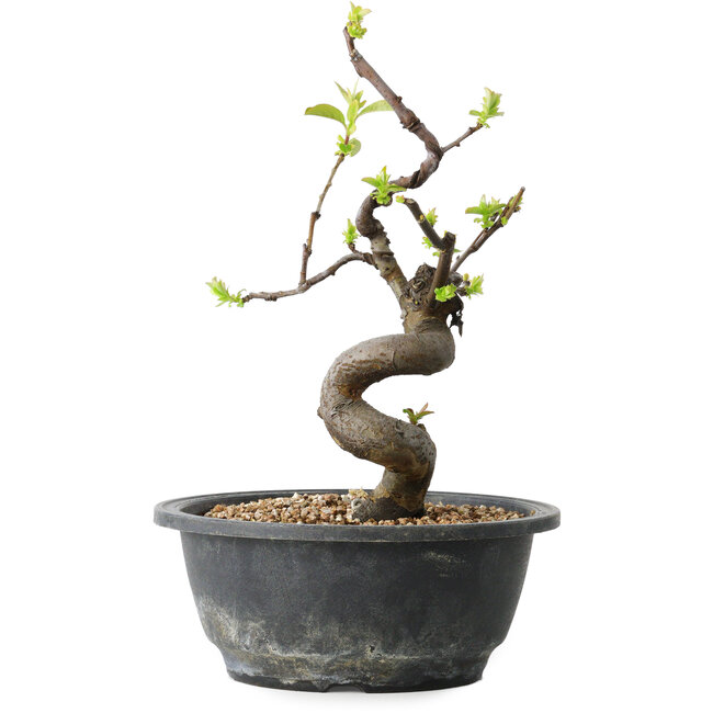 Pseudocydonia sinensis, 25 cm, ± 12 years old