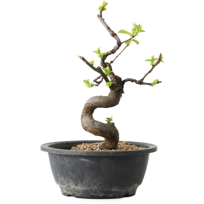 Pseudocydonia sinensis, 25 cm, ± 12 jaar oud