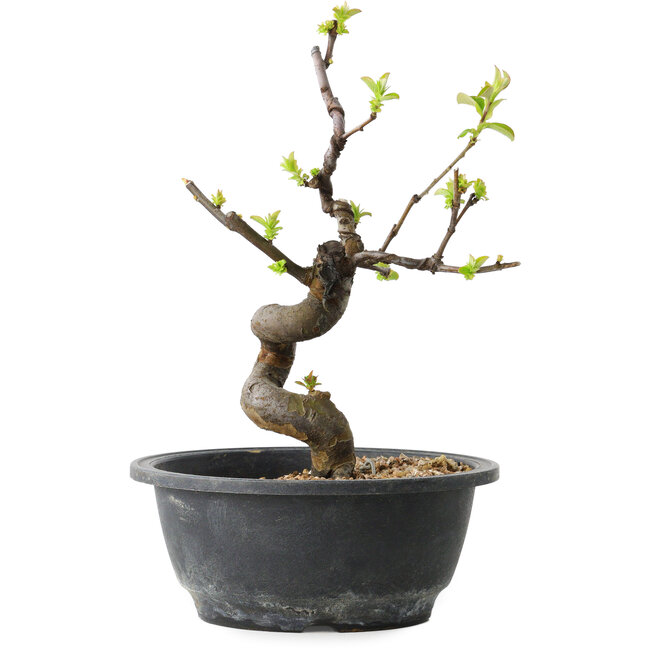 Pseudocydonia sinensis, 25 cm, ± 12 años