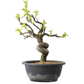 Pseudocydonia sinensis, 28 cm, ± 12 jaar oud