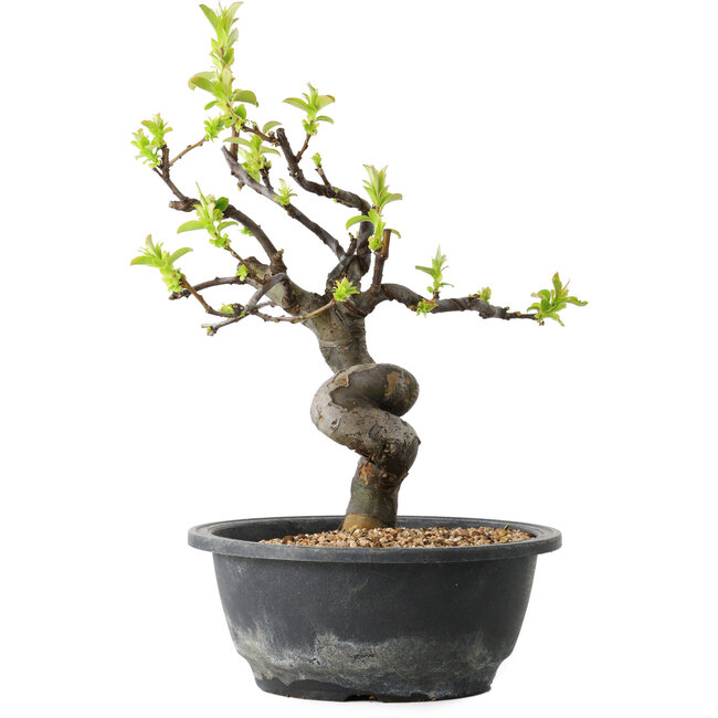 Pseudocydonia sinensis, 28 cm, ± 12 jaar oud