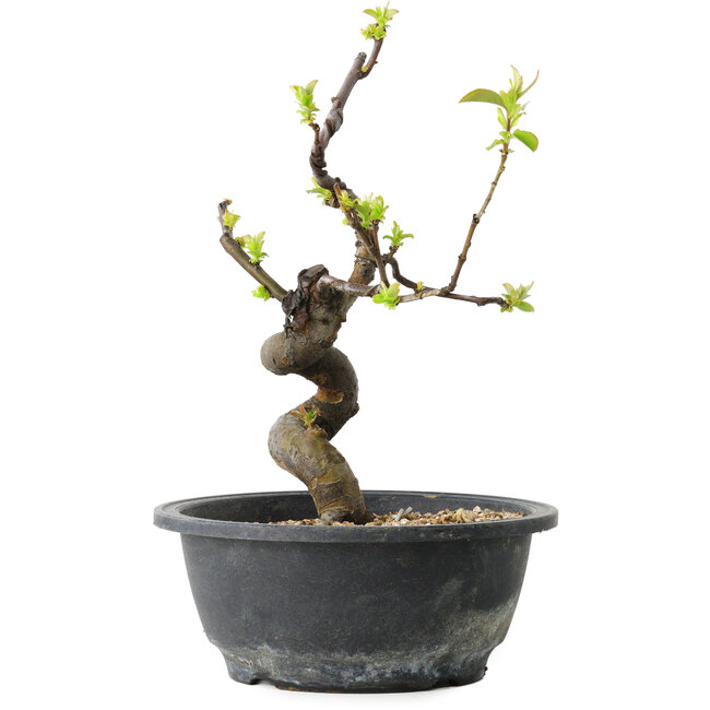 Pseudocydonia sinensis, 25 cm, ± 12 years old