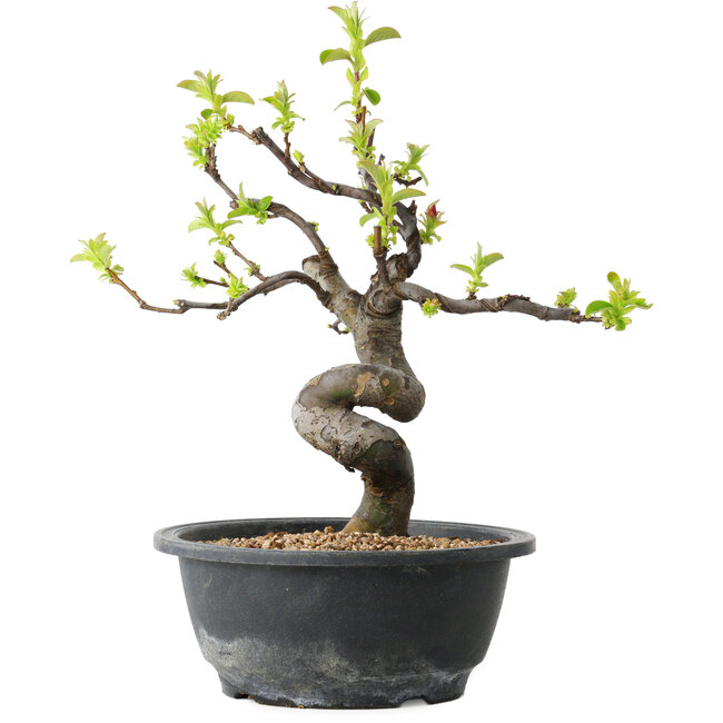 Pseudocydonia sinensis, 28 cm, ± 12 ans