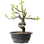 Pseudocydonia sinensis, 28 cm, ± 12 jaar oud