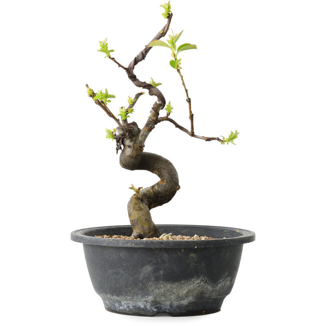 Pseudocydonia sinensis, 25 cm, ± 12 años