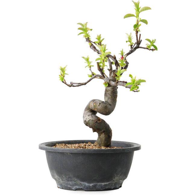 Pseudocydonia sinensis, 28 cm, ± 12 Jahre alt