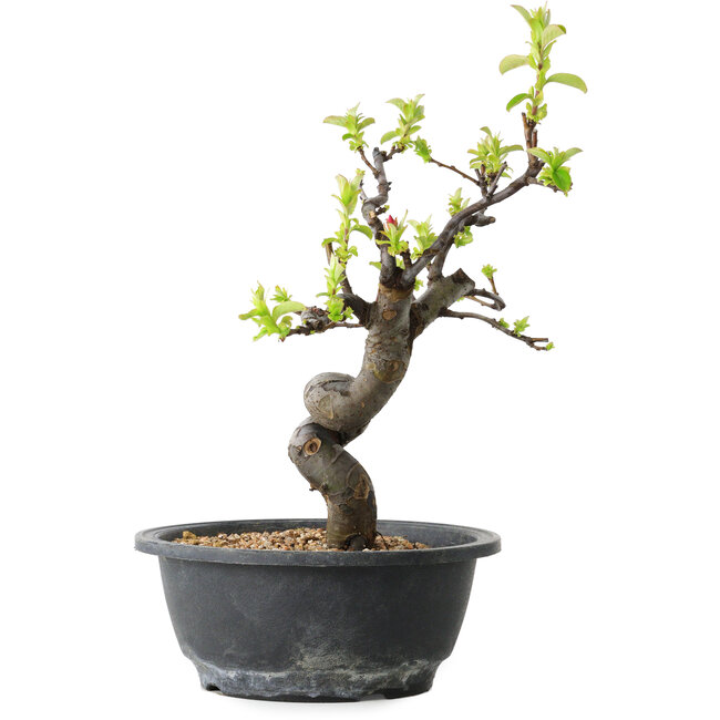 Pseudocydonia sinensis, 28 cm, ± 12 años