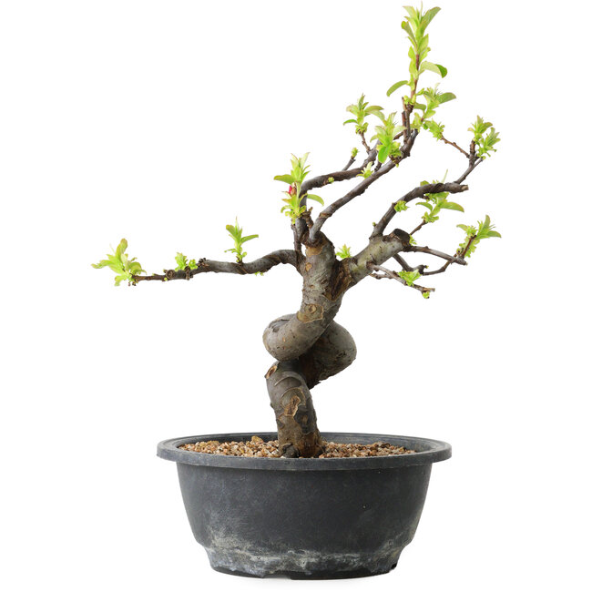 Pseudocydonia sinensis, 28 cm, ± 12 Jahre alt