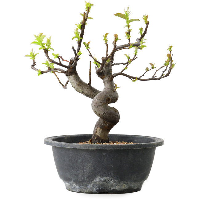 Pseudocydonia sinensis, 25 cm, ± 12 jaar oud