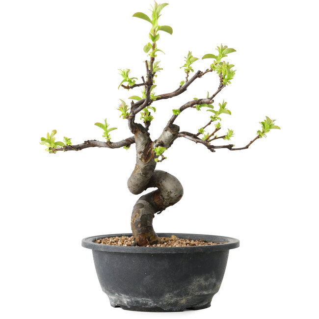 Pseudocydonia sinensis, 28 cm, ± 12 Jahre alt