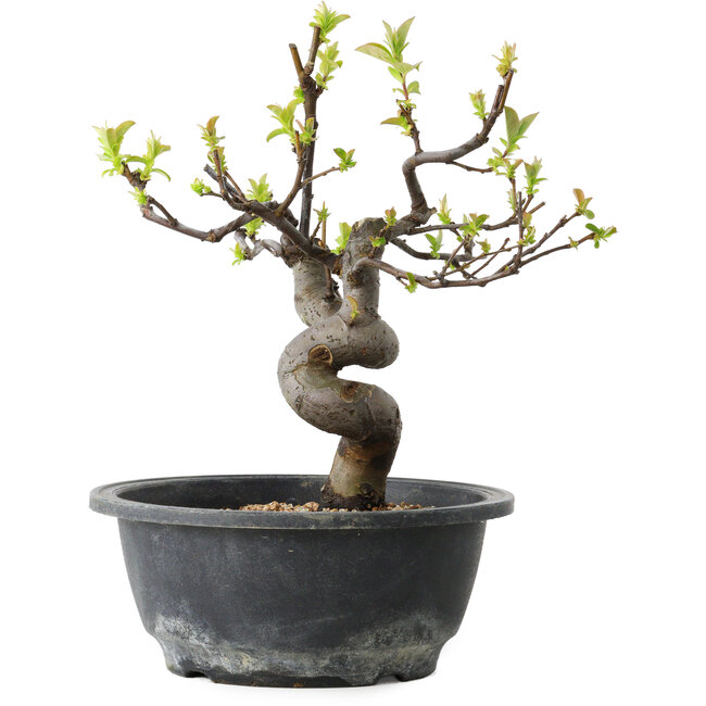 Pseudocydonia sinensis, 25 cm, ± 12 jaar oud