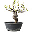 Pseudocydonia sinensis, 25 cm, ± 12 jaar oud