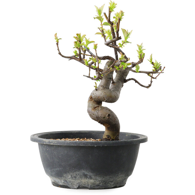 Pseudocydonia sinensis, 25 cm, ± 12 jaar oud