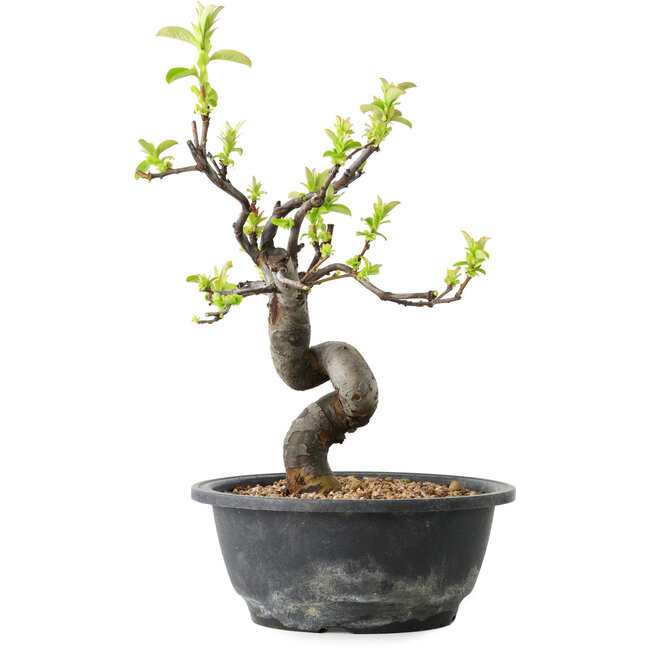 Pseudocydonia sinensis, 28 cm, ± 12 Jahre alt