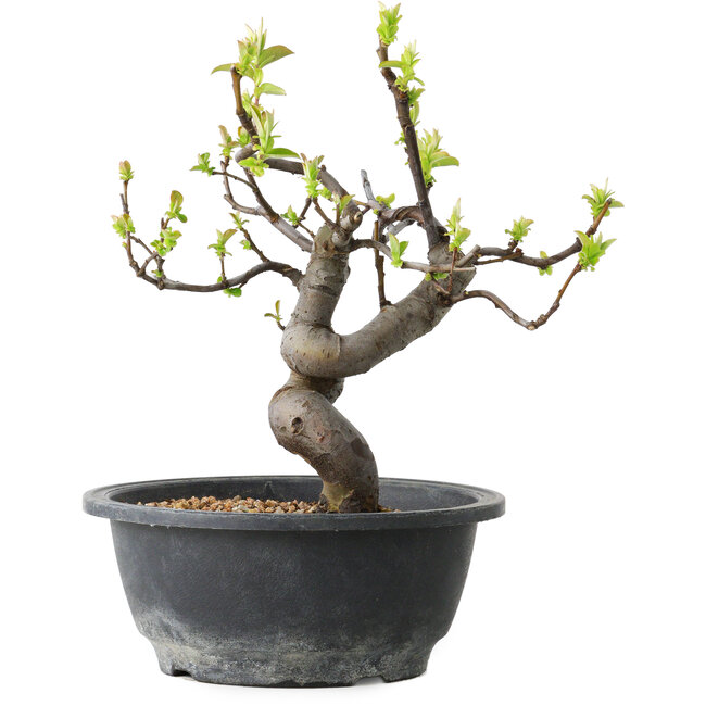 Pseudocydonia sinensis, 25 cm, ± 12 jaar oud