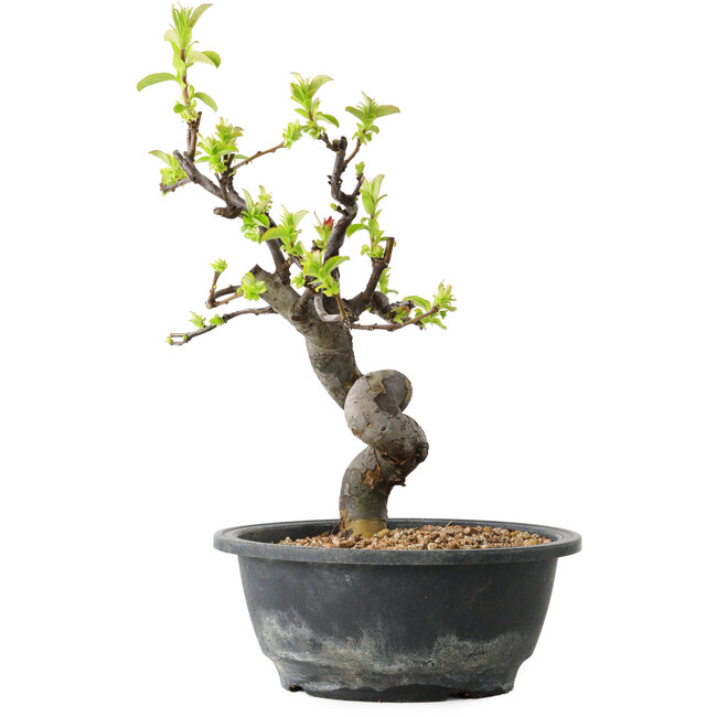 Pseudocydonia sinensis, 28 cm, ± 12 jaar oud