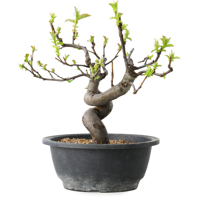 Pseudocydonia sinensis, 25 cm, ± 12 años