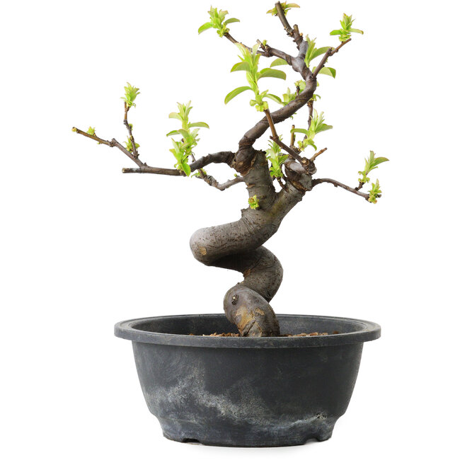 Pseudocydonia sinensis, 25 cm, ± 12 jaar oud
