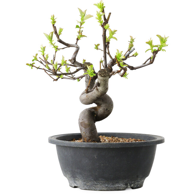 Pseudocydonia sinensis, 25 cm, ± 12 years old