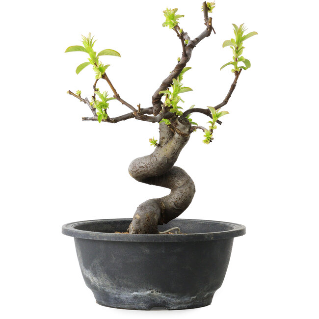 Pseudocydonia sinensis, 25 cm, ± 12 years old