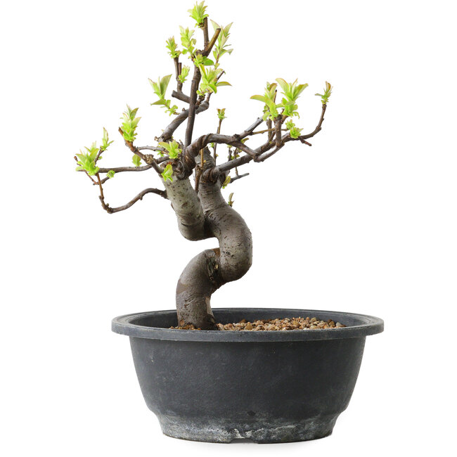 Pseudocydonia sinensis, 25 cm, ± 12 jaar oud