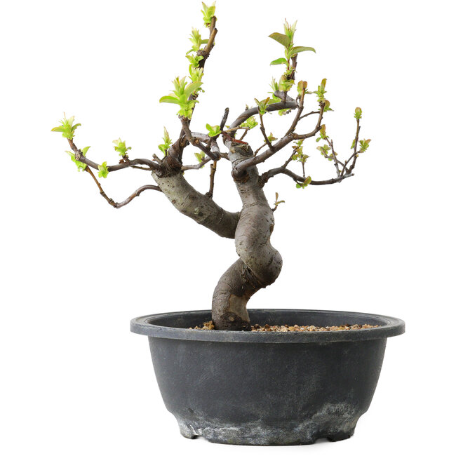 Pseudocydonia sinensis, 25 cm, ± 12 years old