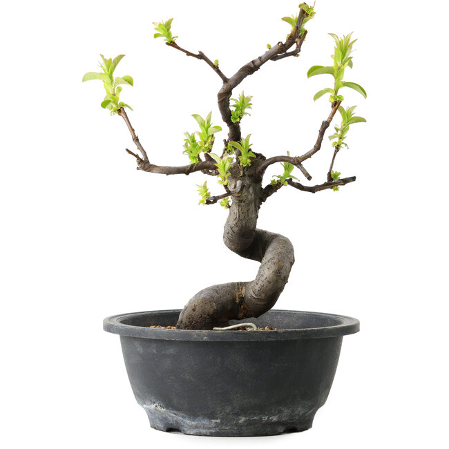 Pseudocydonia sinensis, 25 cm, ± 12 years old