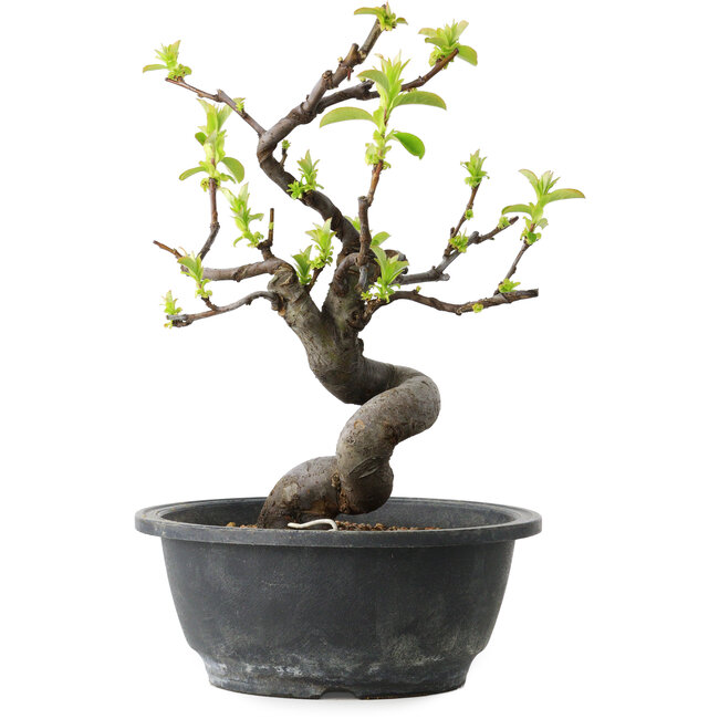 Pseudocydonia sinensis, 25 cm, ± 12 years old