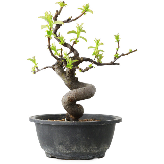 Pseudocydonia sinensis, 25 cm, ± 12 años