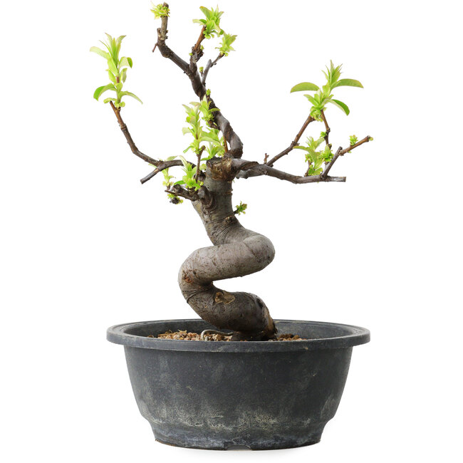 Pseudocydonia sinensis, 25 cm, ± 12 jaar oud