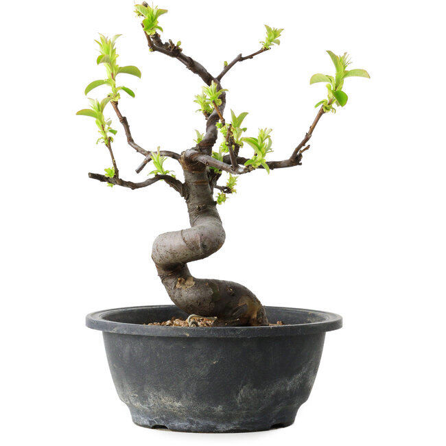 Pseudocydonia sinensis, 25 cm, ± 12 years old