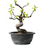 Pseudocydonia sinensis, 25 cm, ± 12 years old