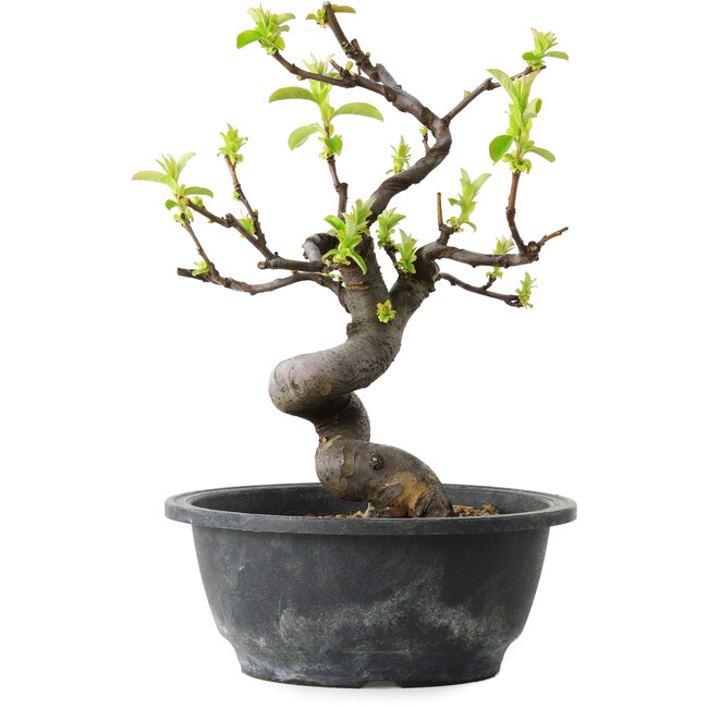 Pseudocydonia sinensis, 25 cm, ± 12 Jahre alt