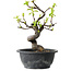 Pseudocydonia sinensis, 25 cm, ± 12 years old