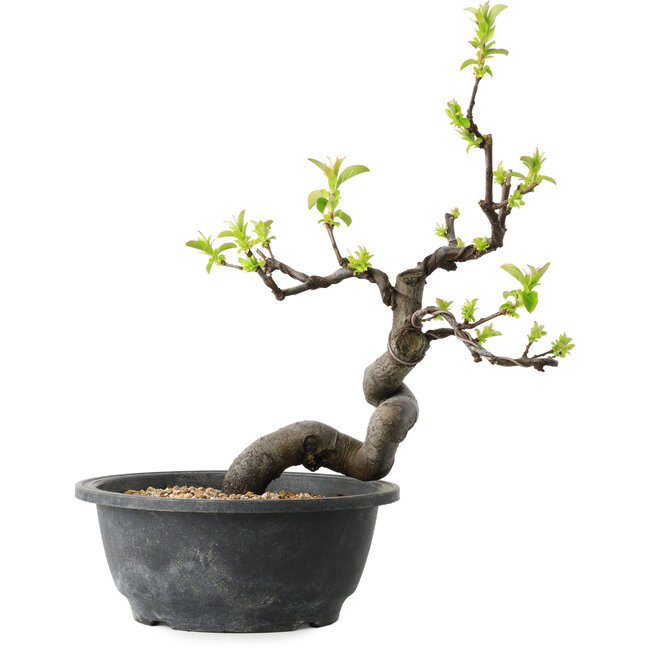 Pseudocydonia sinensis, 26 cm, ± 12 jaar oud