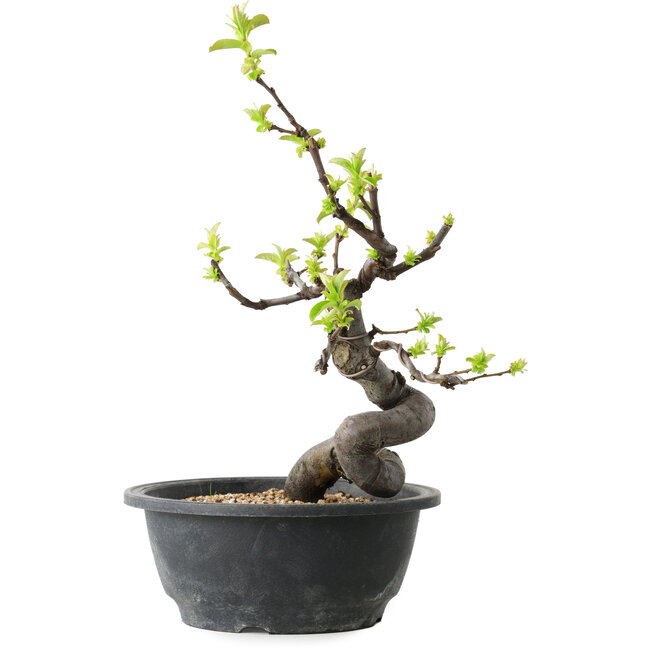 Pseudocydonia sinensis, 26 cm, ± 12 años