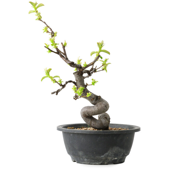 Pseudocydonia sinensis, 26 cm, ± 12 ans