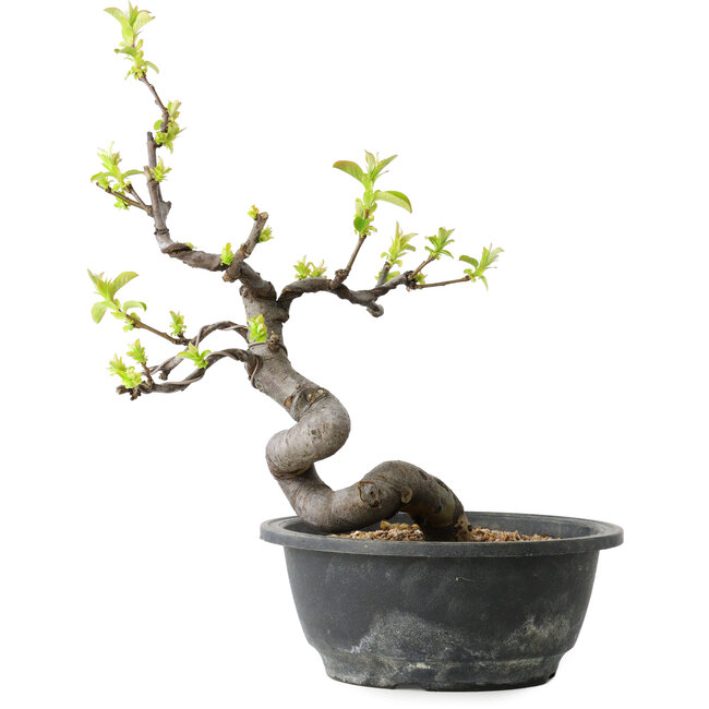 Pseudocydonia sinensis, 26 cm, ± 12 years old