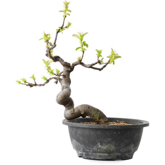 Pseudocydonia sinensis, 26 cm, ± 12 jaar oud