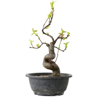Pseudocydonia sinensis, 32 cm, ± 12 jaar oud