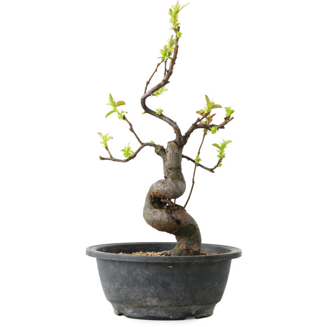 Pseudocydonia sinensis, 32 cm, ± 12 jaar oud