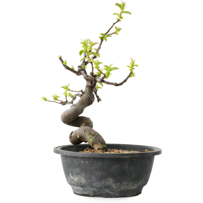 Pseudocydonia sinensis, 26 cm, ± 12 jaar oud