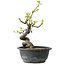 Pseudocydonia sinensis, 26 cm, ± 12 years old