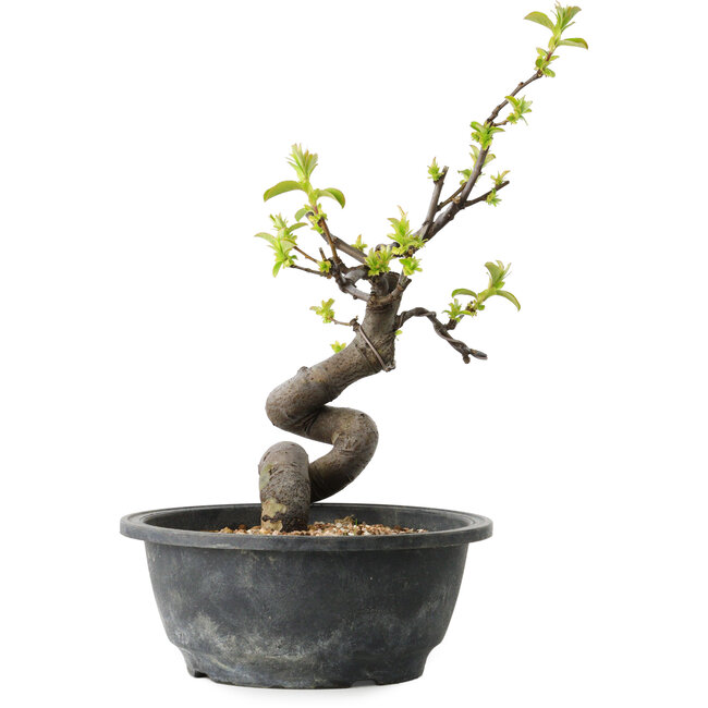 Pseudocydonia sinensis, 26 cm, ± 12 años